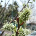 Salix caprea fleur